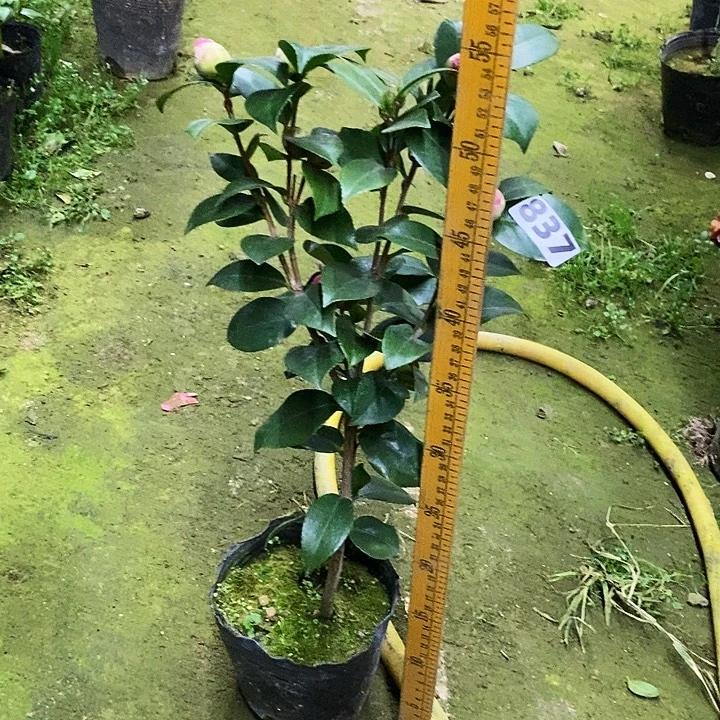 红十八。          茶花。