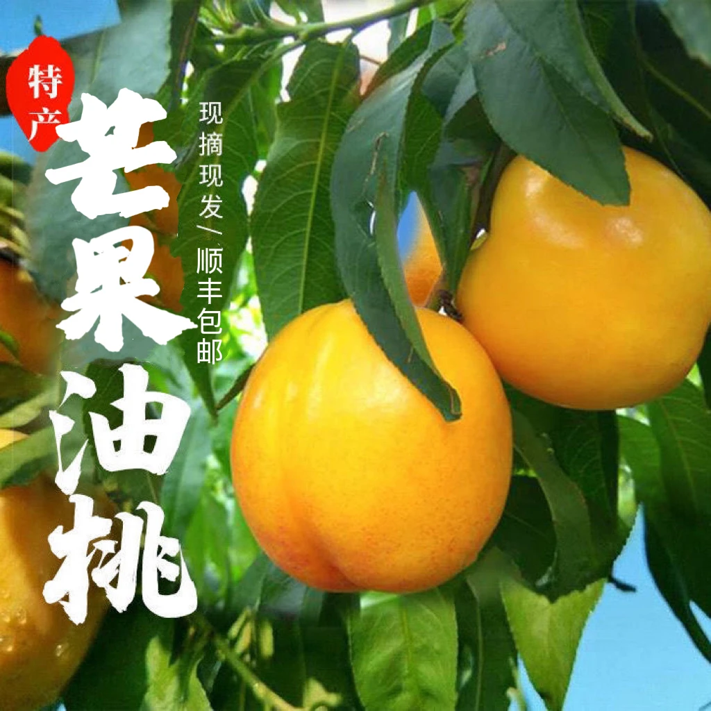 【汇峰农场】芒果黄油桃净重4-4.5斤装 (±2)新鲜采摘 顺丰包邮