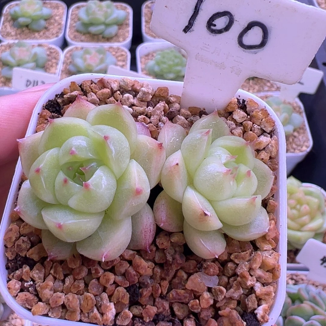 100号小豆包默认散 晗雨多肉