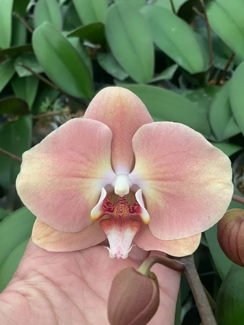 蝴蝶兰【大白纱】3.0寸杯带花剑，没有开花