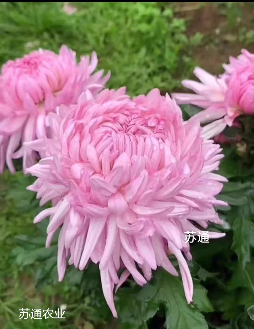山海荷园菊花苗大花型菊花苗四季开花好养活室内阳台庭院盆栽花卉