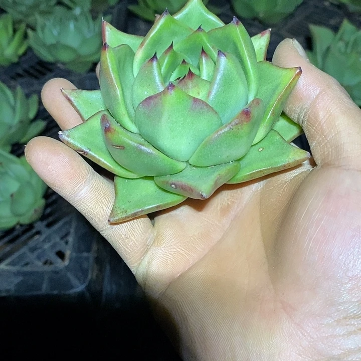 *****福利原始种包子3