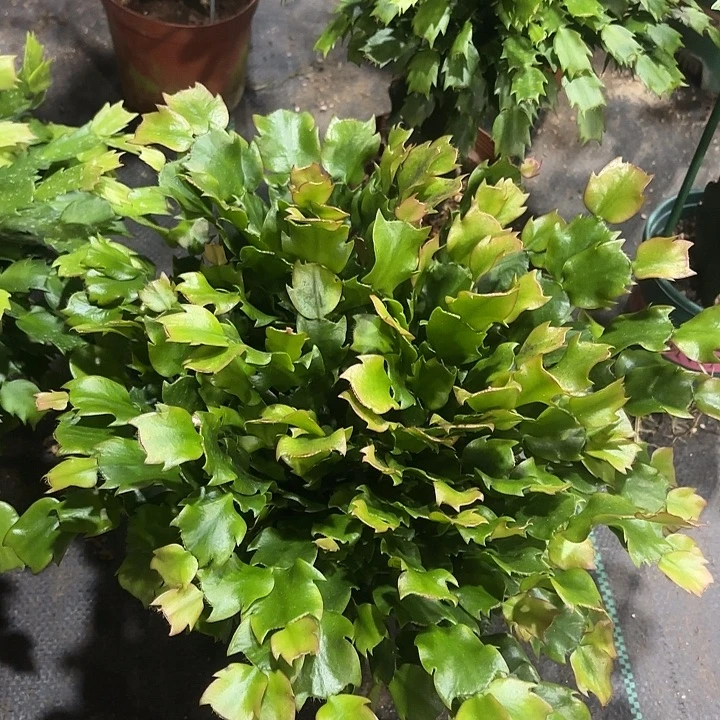 红***令当前无花栽培后可以开花