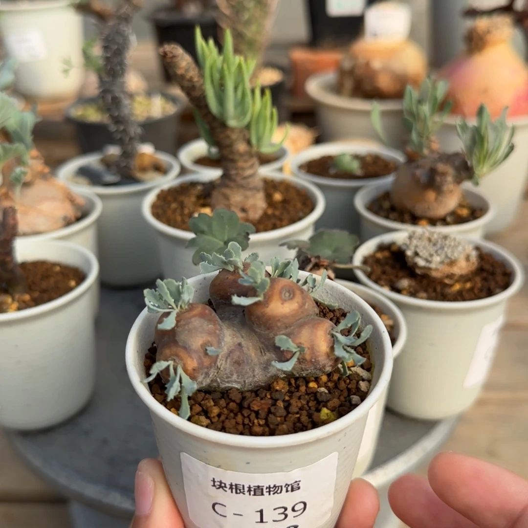 139格加厚敦菊不带盆