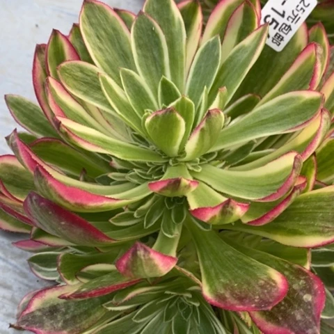 156海王满25包邮多肉