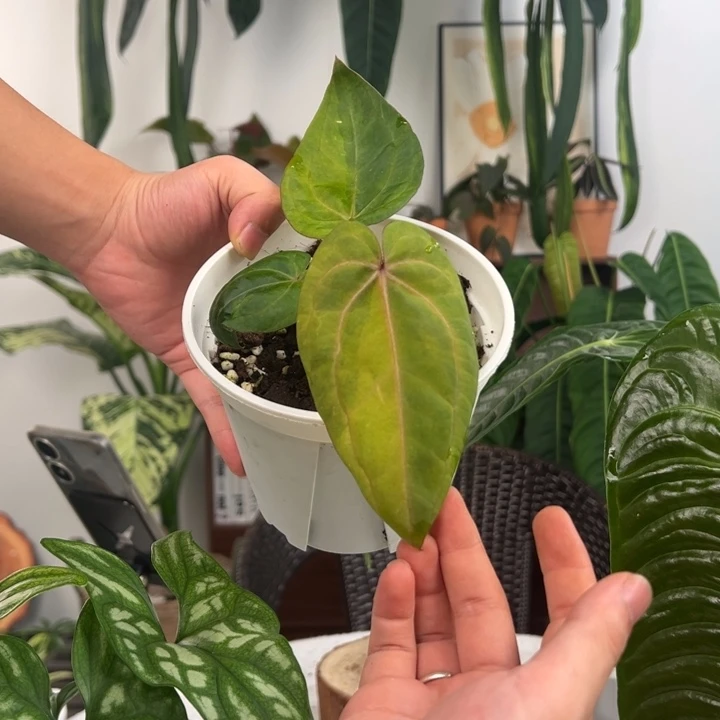 不开花植物黑凤凰锦