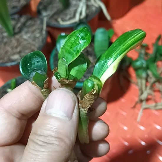 君子兰小苗君子兰小苗君