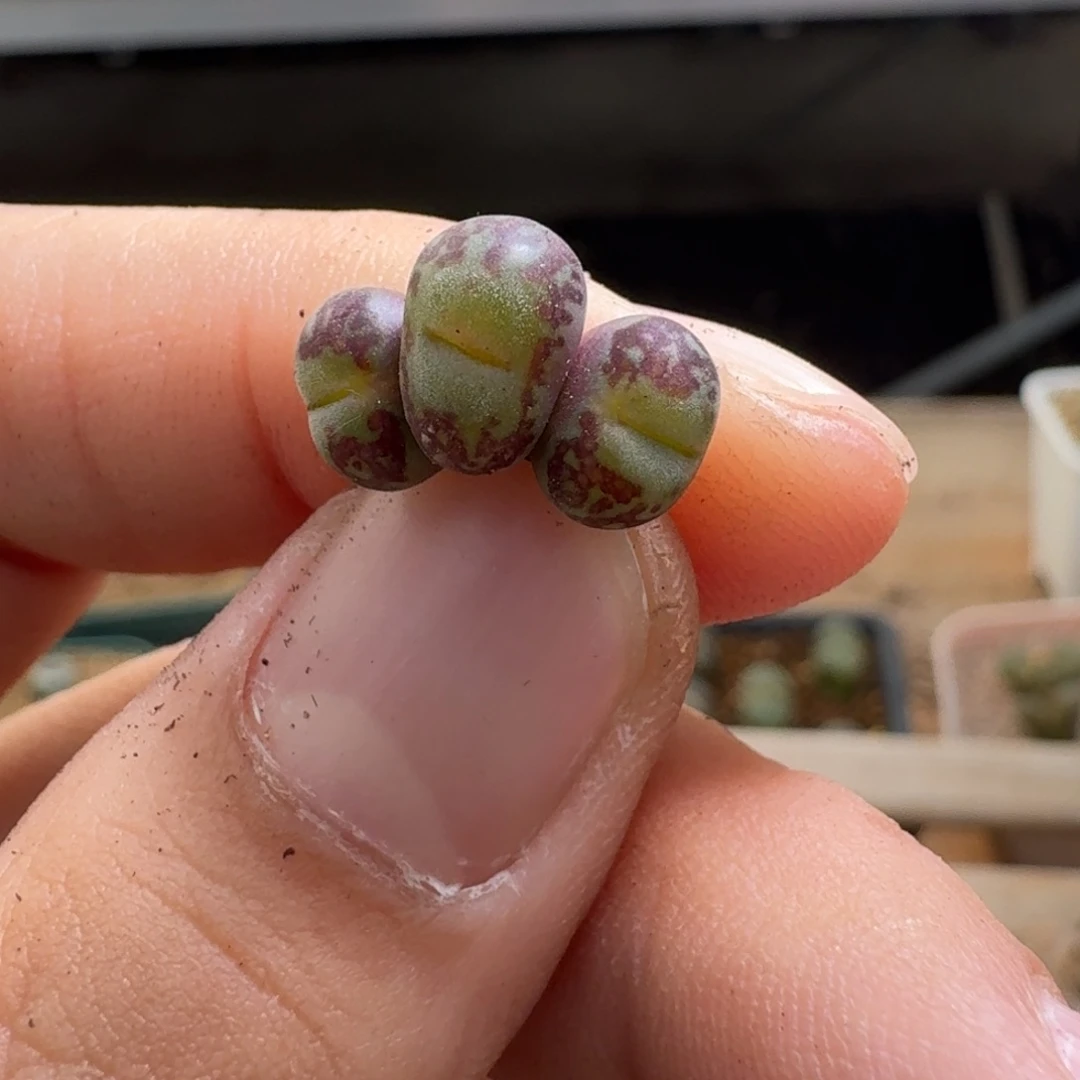 m*22-168p p p p po