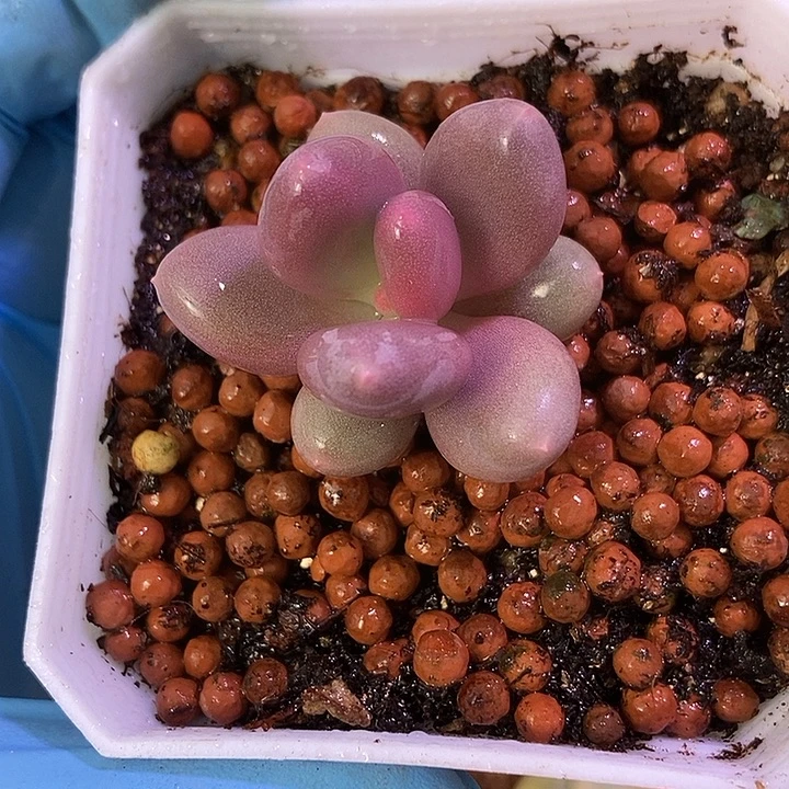 白彩虹奶酪锦多肉