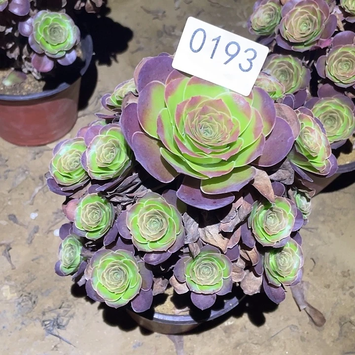 多肉植物法师193美金玫瑰
