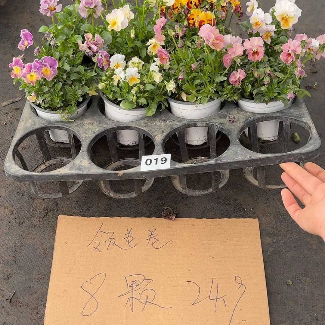 019号大花角堇清棚福利无售后