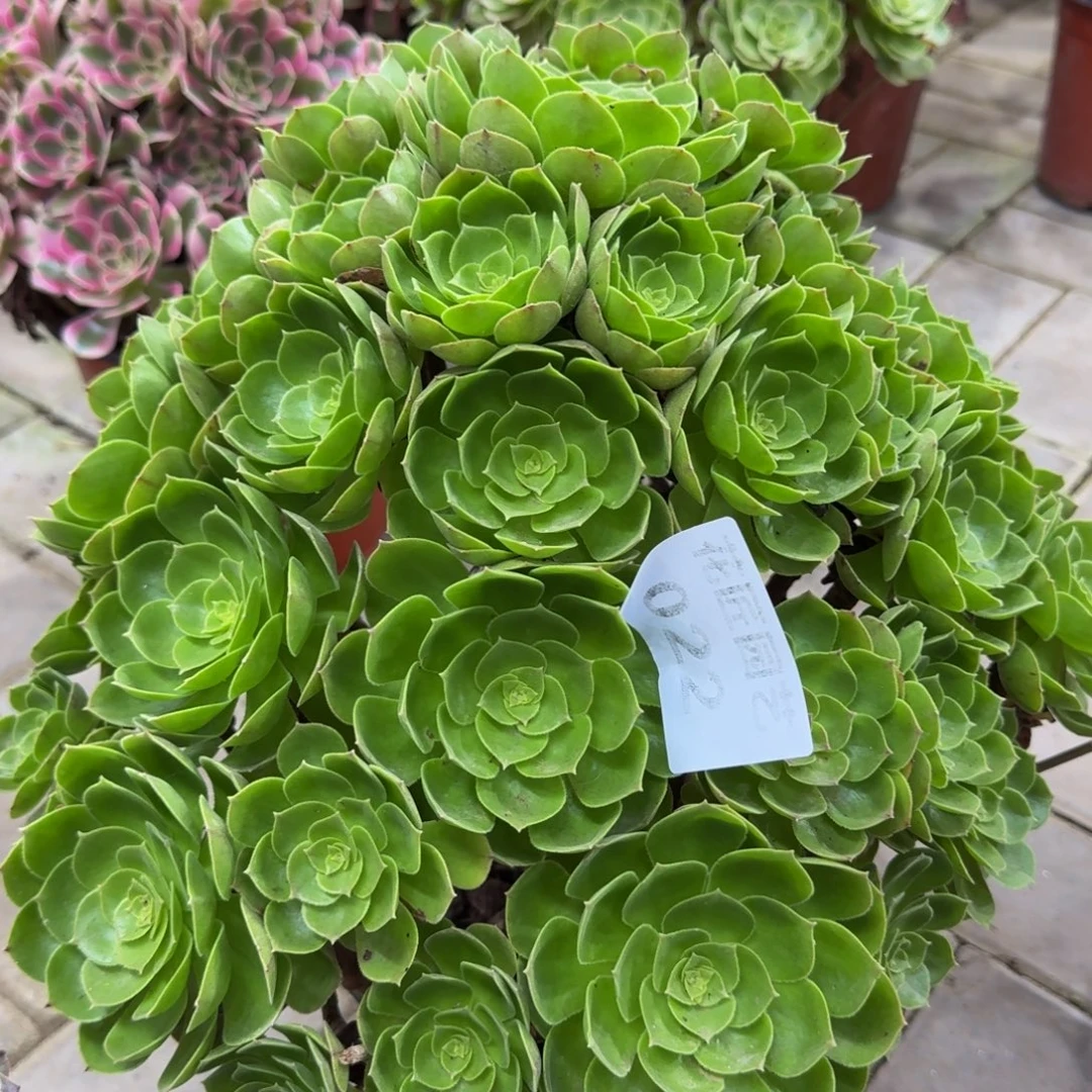 多肉植物022紫罗兰法师