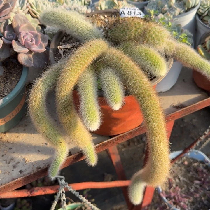 满20包邮，813九尾狐