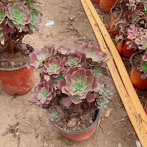 啊啊啊啊啊啊啊16