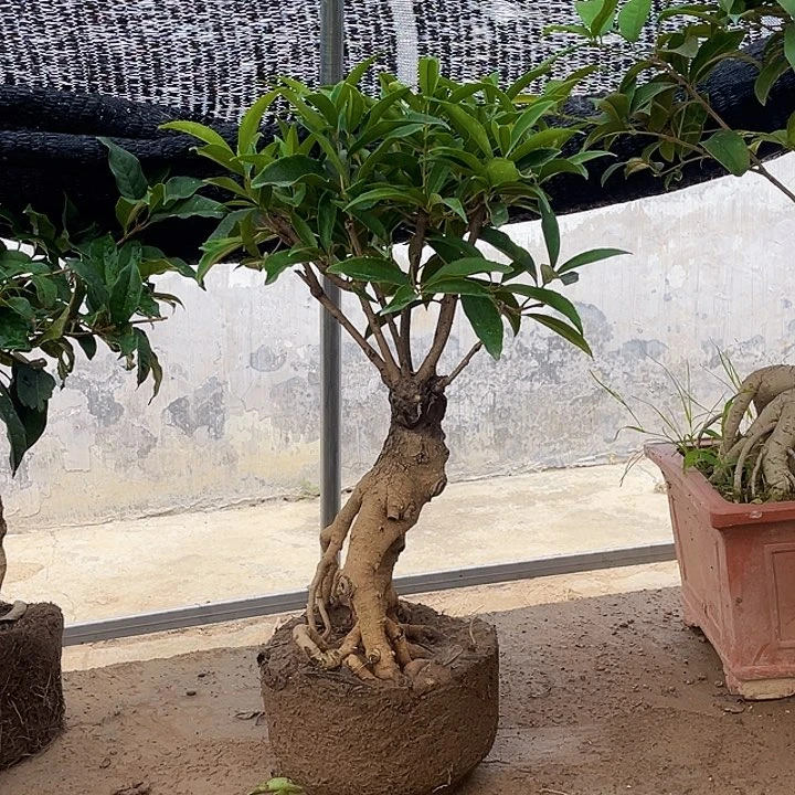 当前无花栽培后可以开花