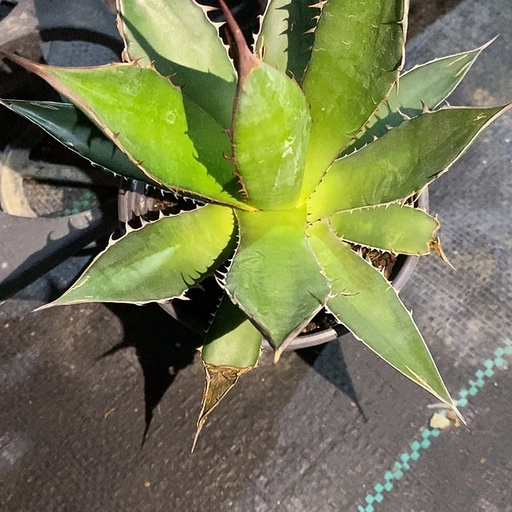 完美主义者勿拍霍篱达