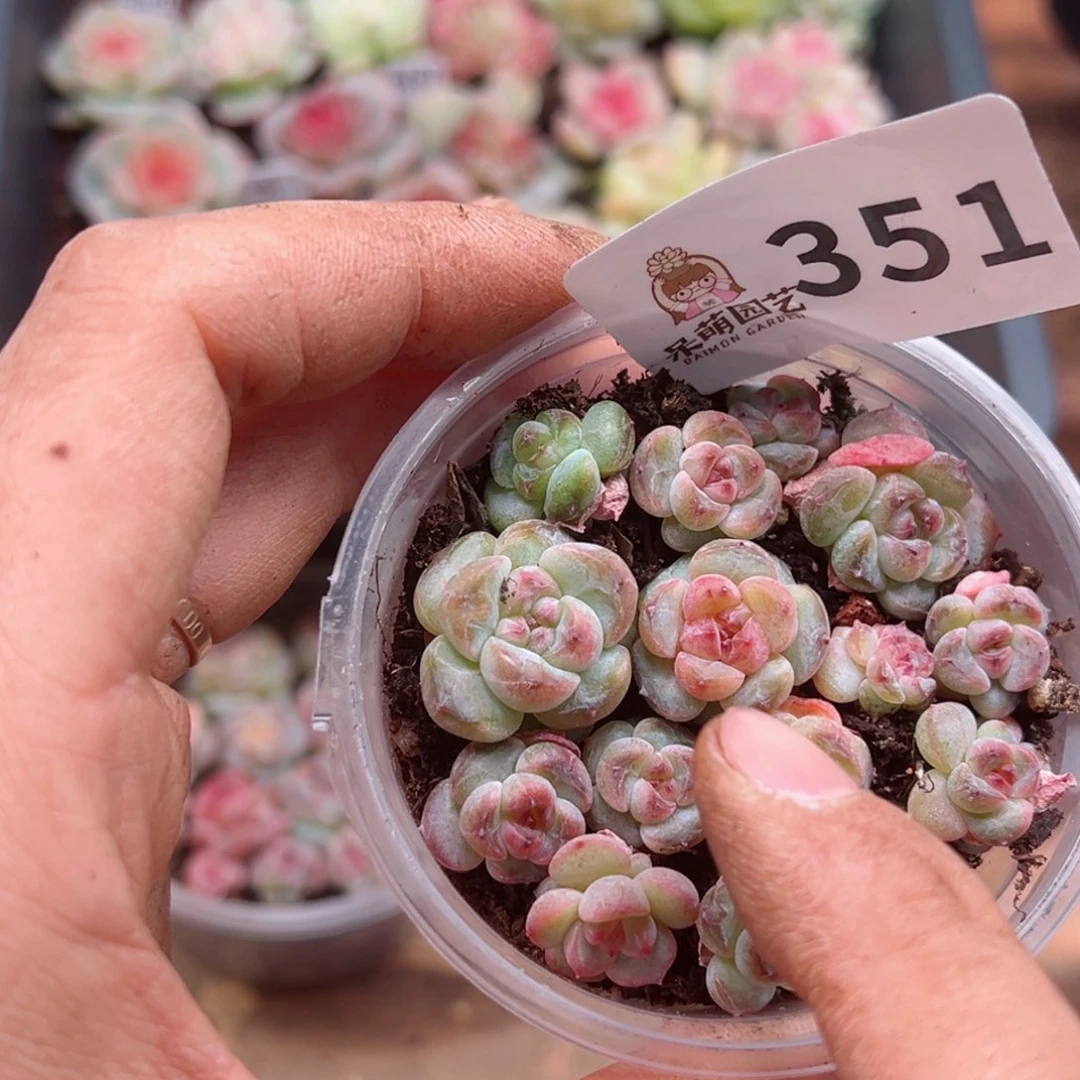 多肉植物多肉植物