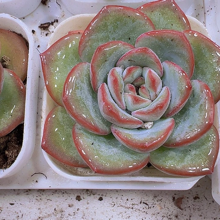 奶油泡芙19包邮多肉植物