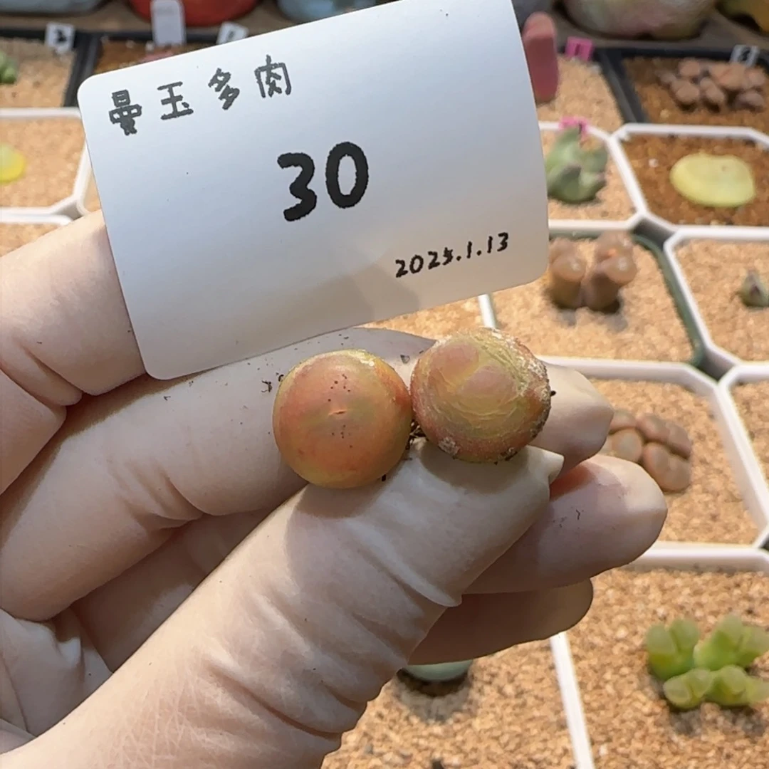 就**样多肉多肉多肉1.13-030