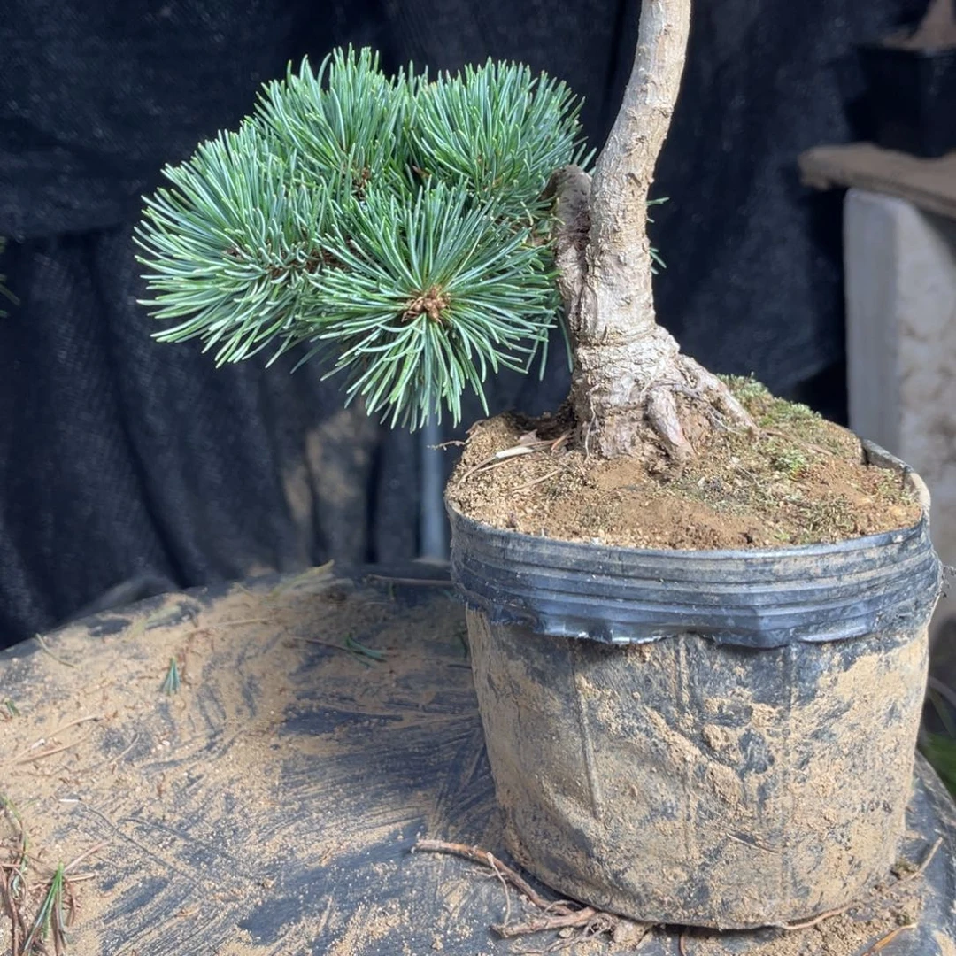 手***9无花朵一个包邮100