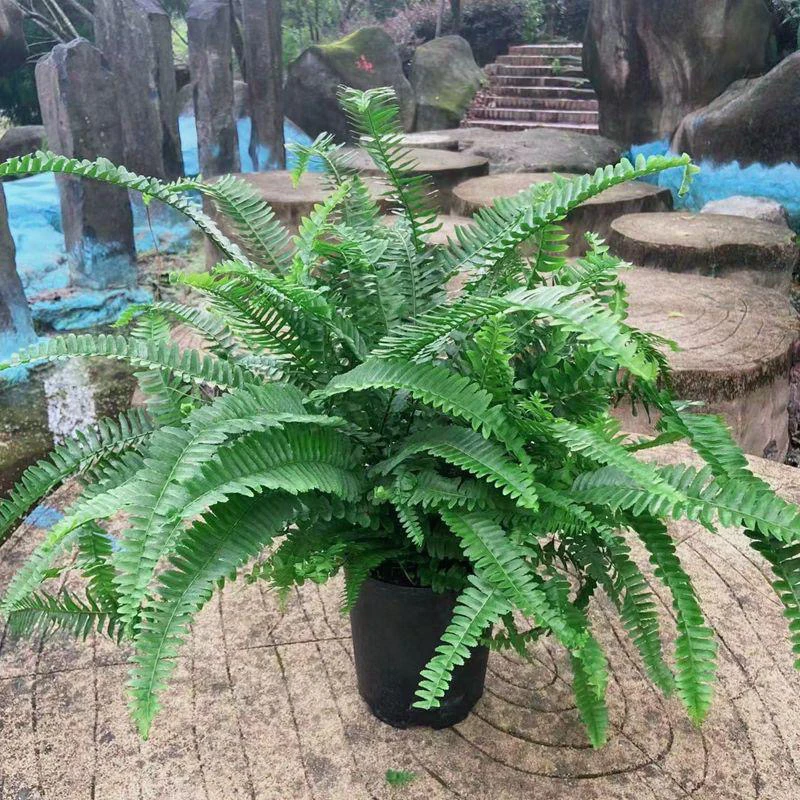 夏威夷肾蕨植物盆栽室内净化空气桌摆客厅绿化阳台庭院鱼池造景苗
