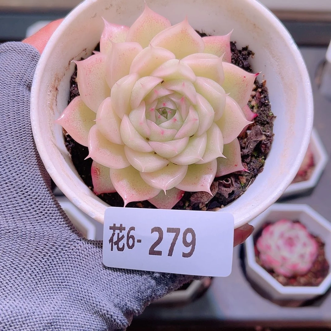 花06-279海王带仔
