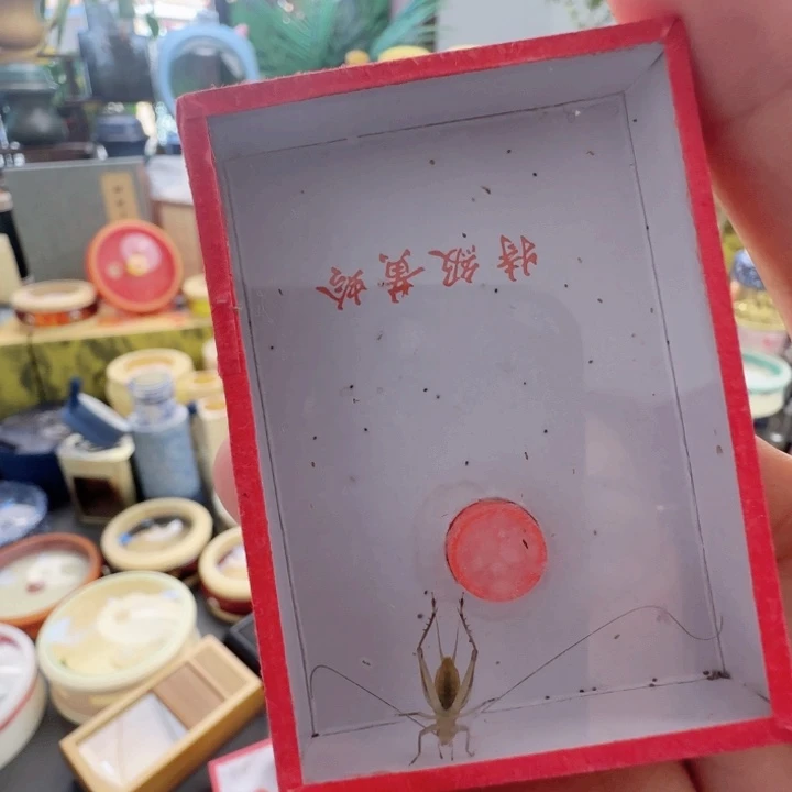 大黄蛉一只啊啊啊啊