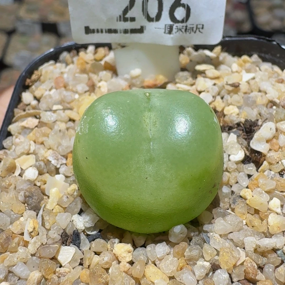 Ssss精品生石花206大2