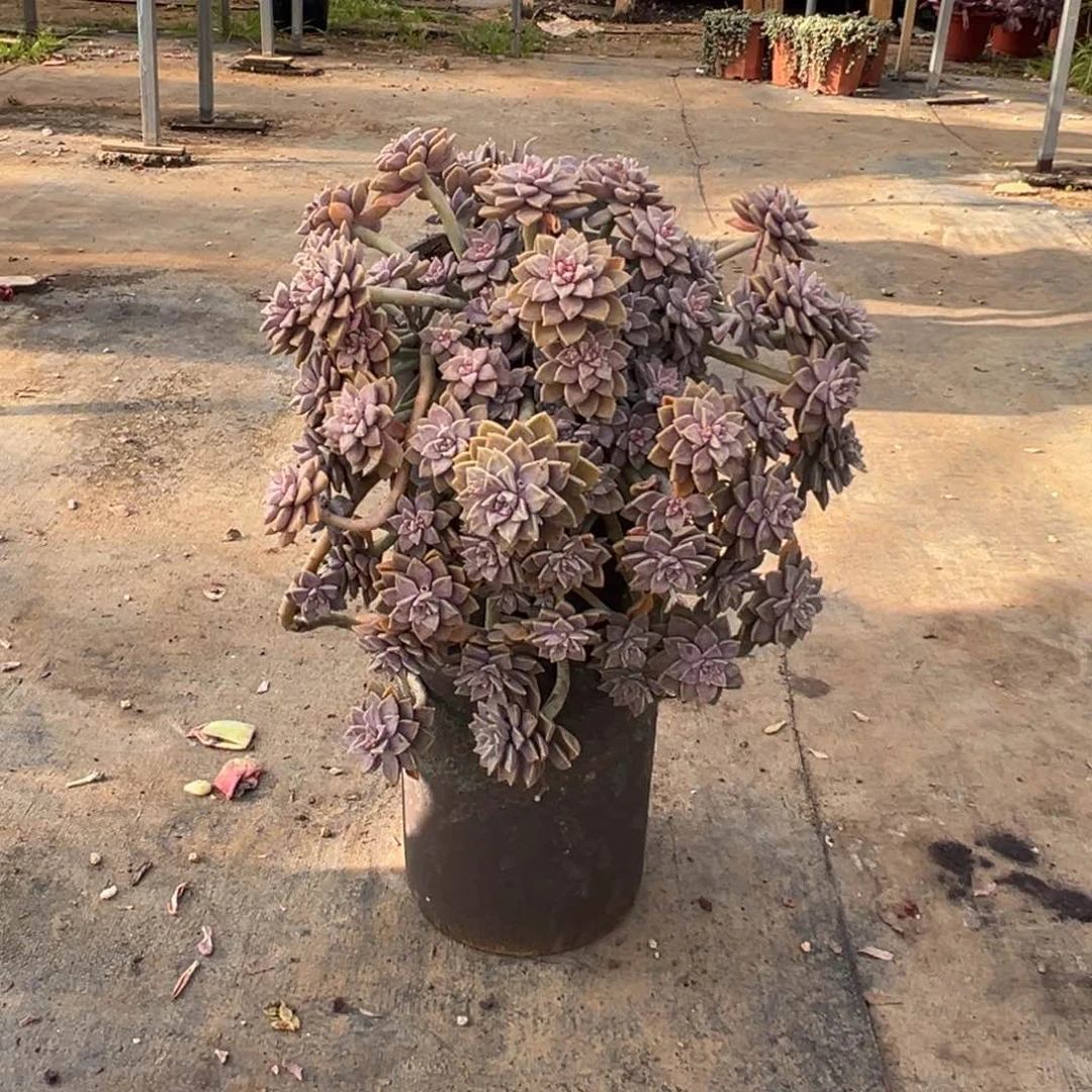 精品阿伦培妖桩裸根 轻微掉叶