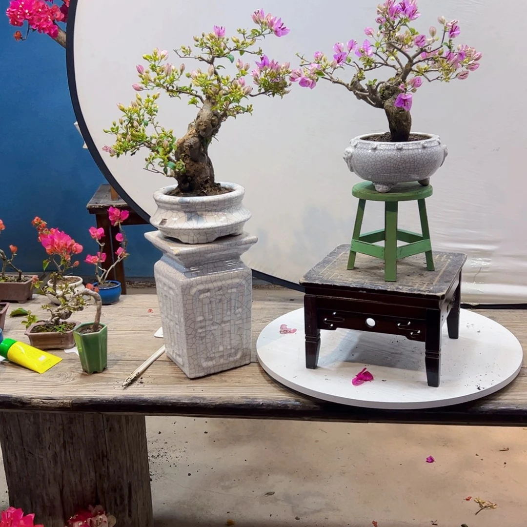 許***生无花朵雪紫三角梅