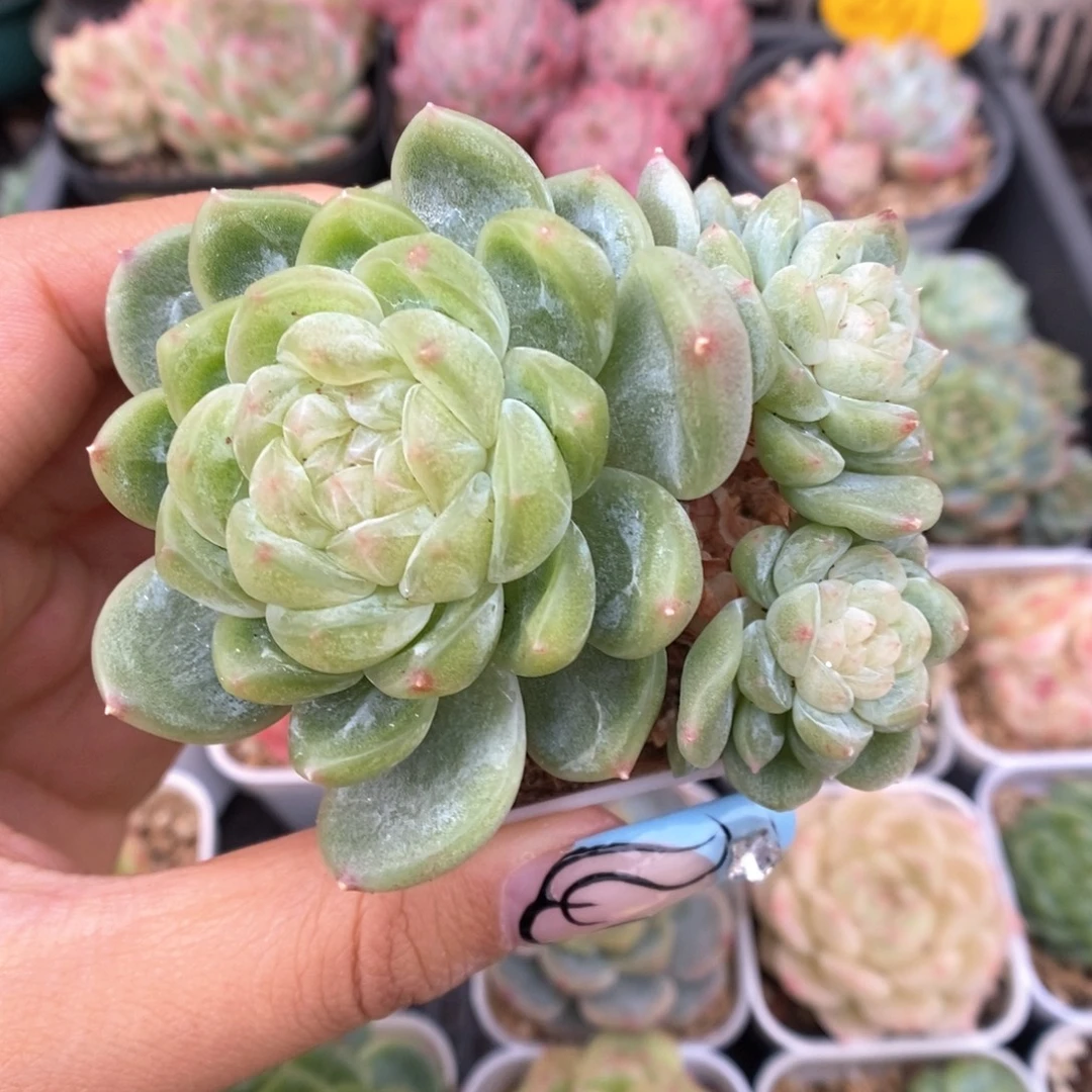 财富密码群生688号