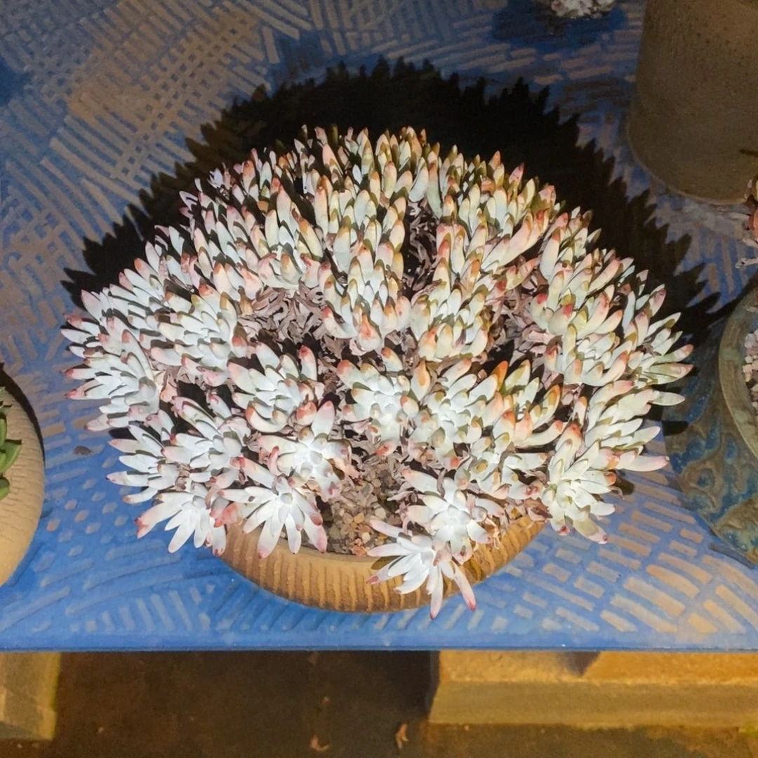 福利多肉植物啦啦啦