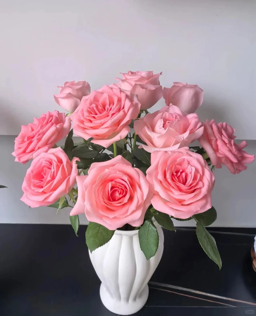 戴安娜玫瑰 两单升级顺丰冷链 收到需醒花  揽收无法退