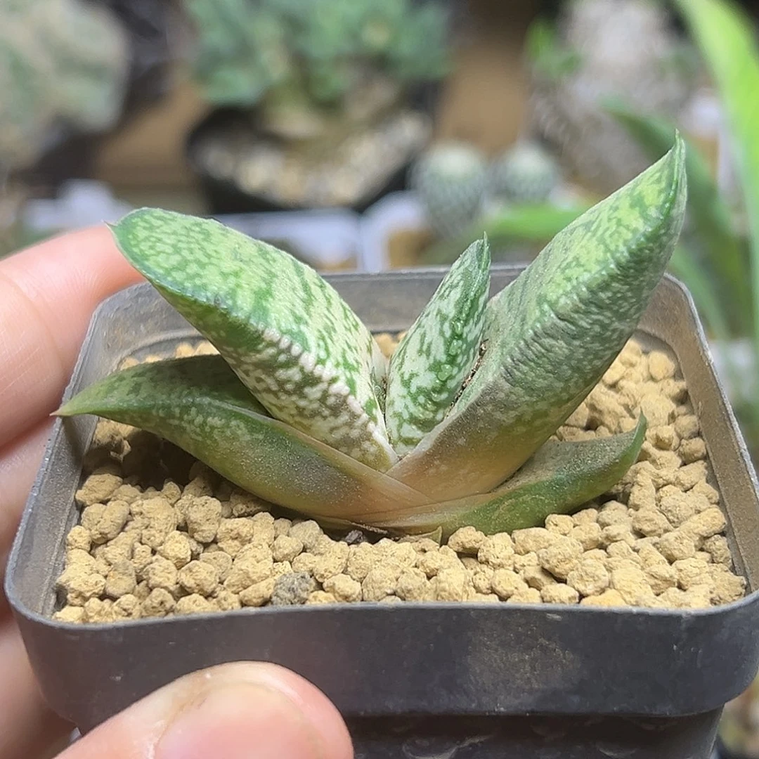 白云蜗牛一颗一颗一颗