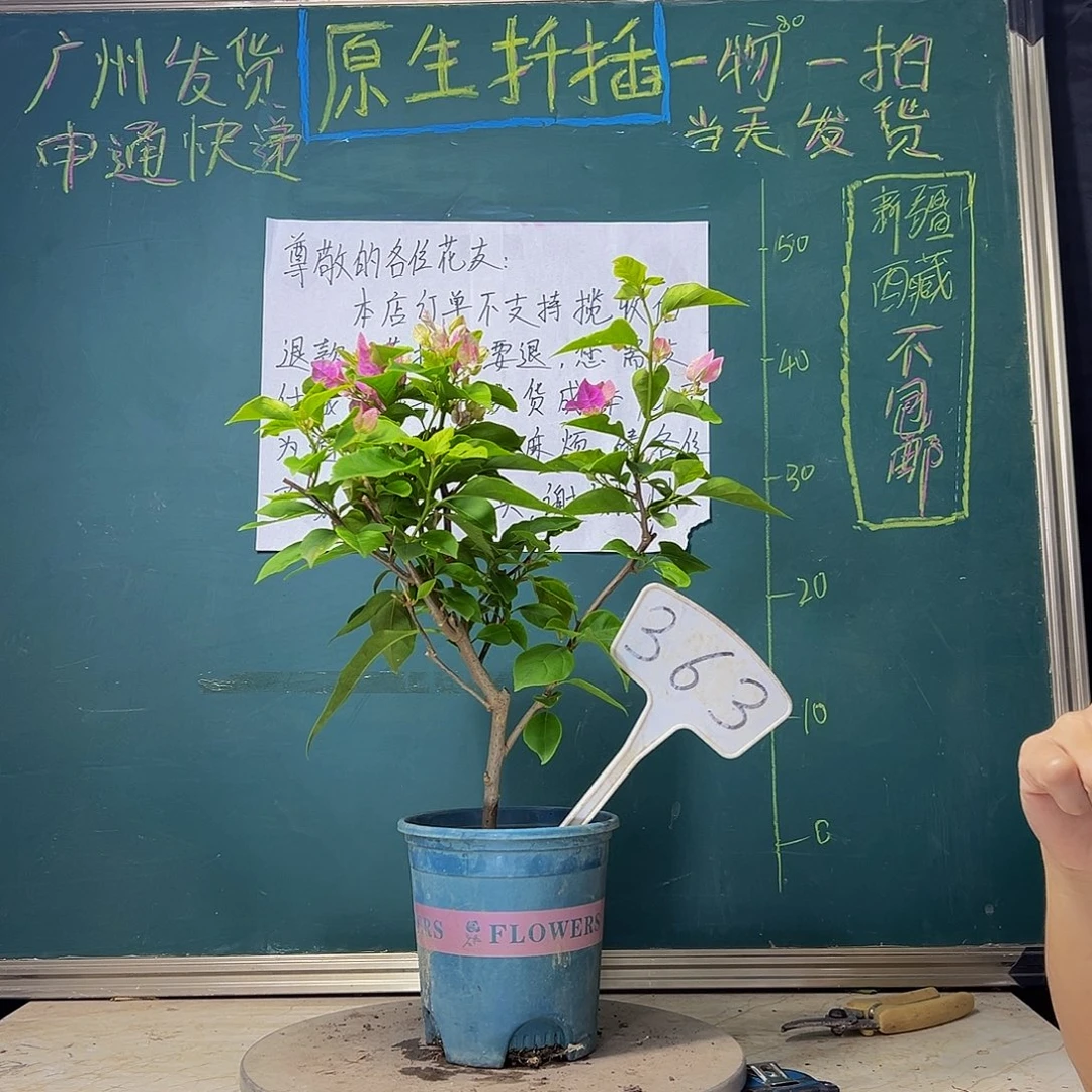 当前无花栽培后可以开花  广红樱  363