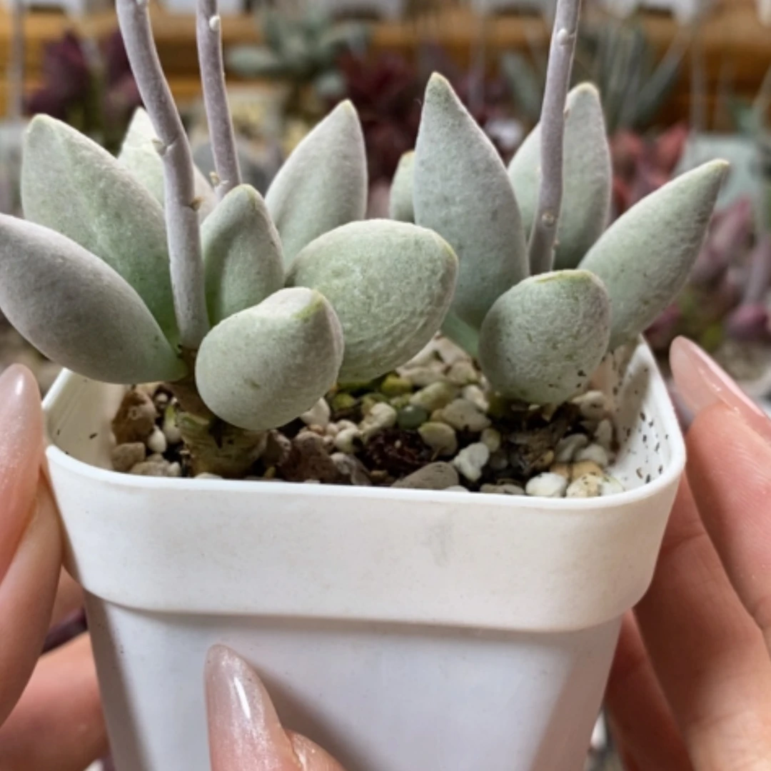 【闪购商品】无花朵白糖豆