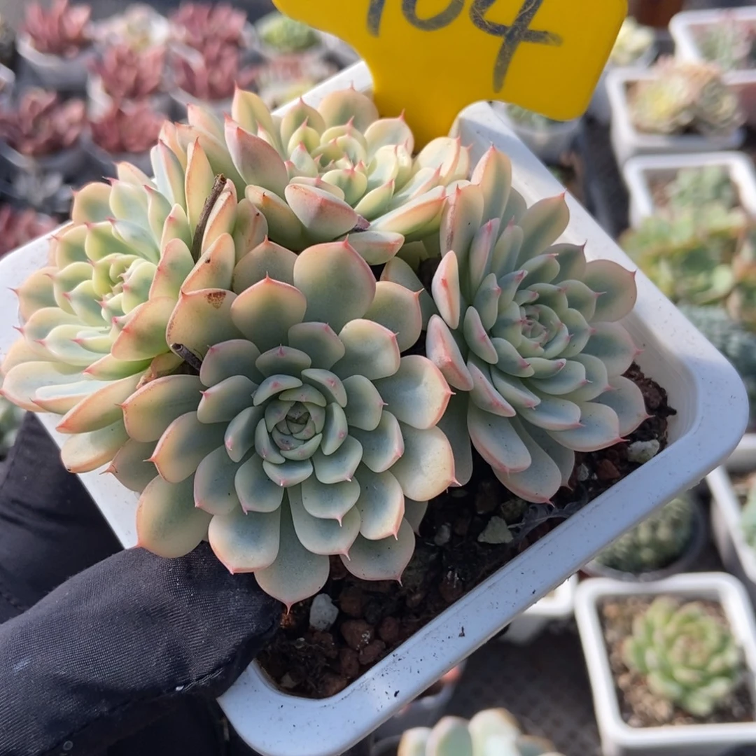 904忌廉锦多肉植物