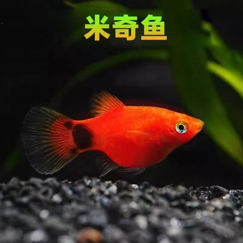 【红米奇】新手好养耐活红米奇胎生鱼小型热带观赏鱼可繁殖淡水鱼