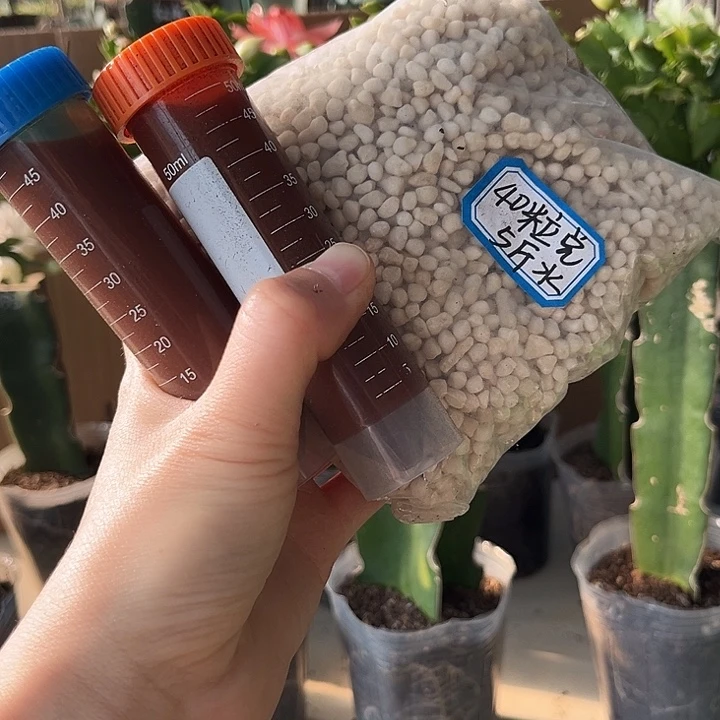 刘***琴当前无花栽培后可以开花两只鱼蛋白一袋高氮