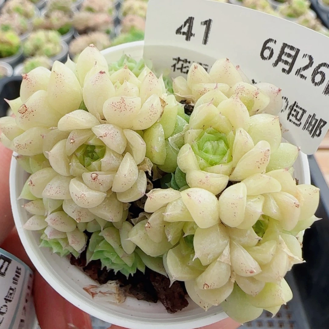 花语逸镜0626-41散