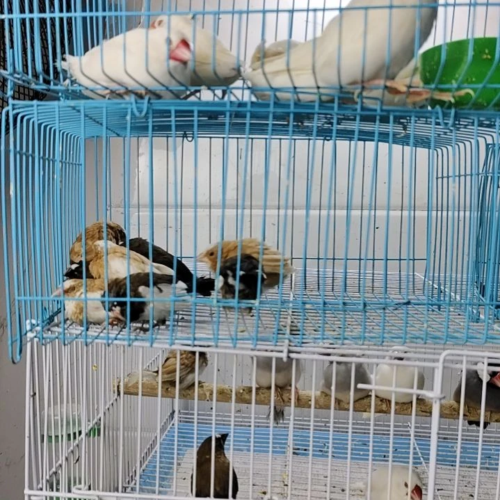 文鸟驼白花保姆鸟一对+黑白花保姆鸟一对