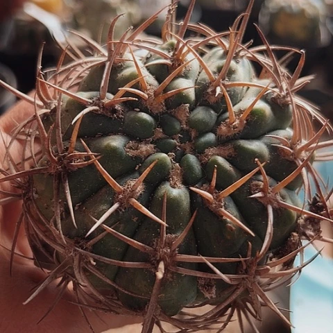 当前无花栽培后可以开花430仙人球