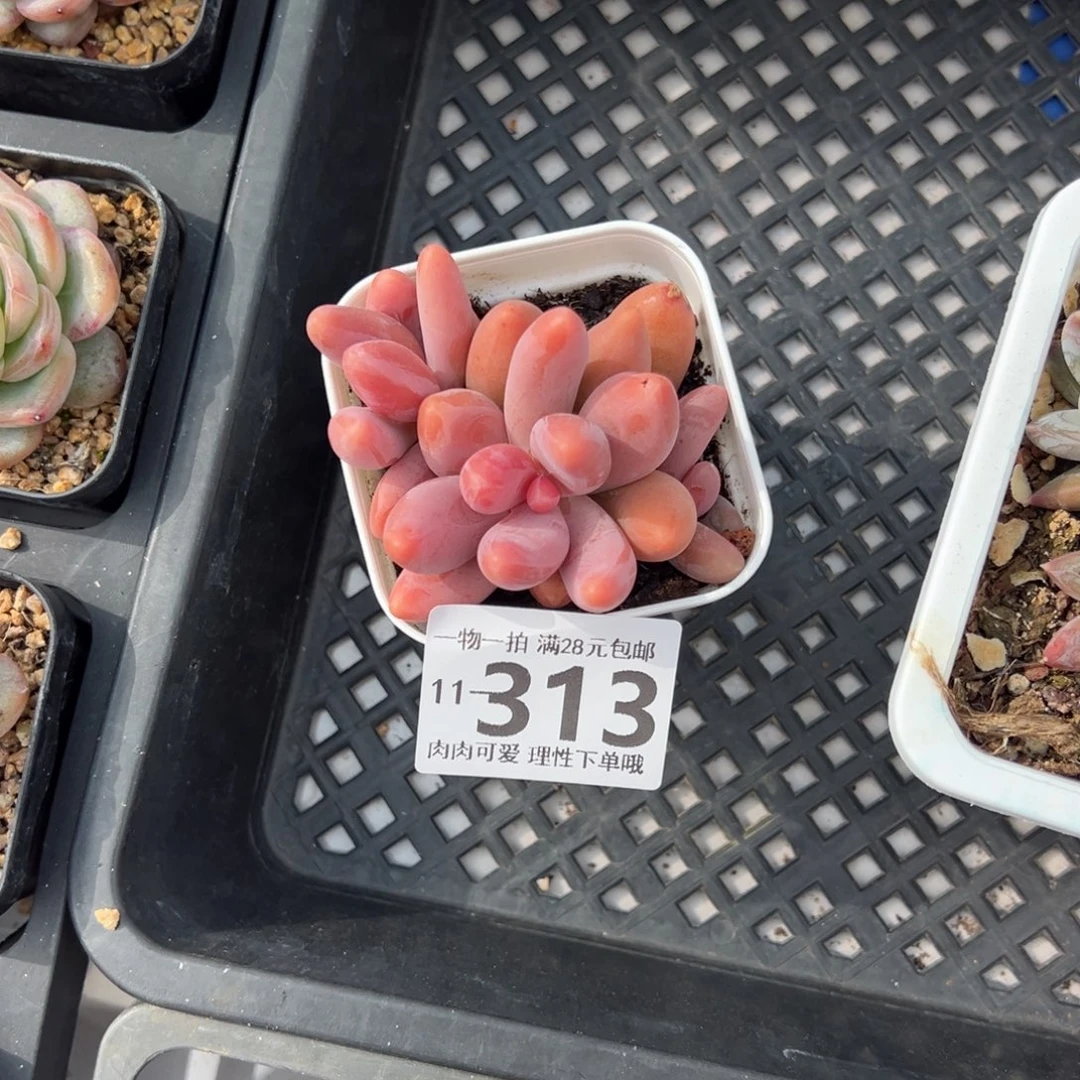 妍红手指多肉多多肉多肉