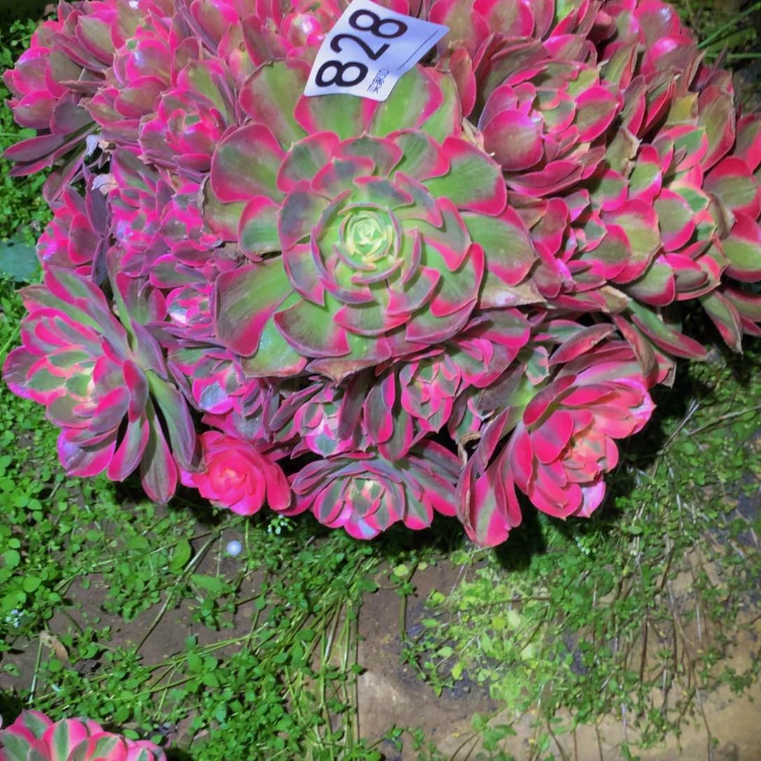 法师多肉植物828