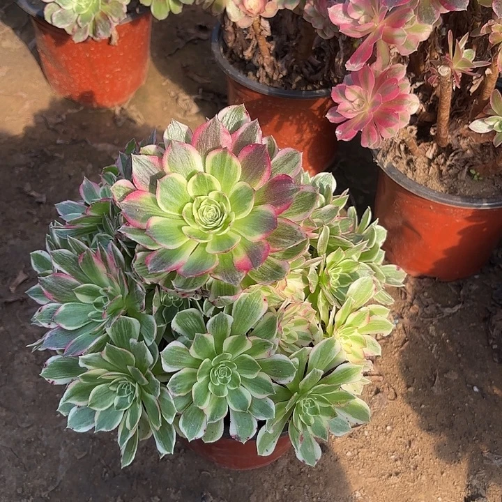 多肉植物法师海王03