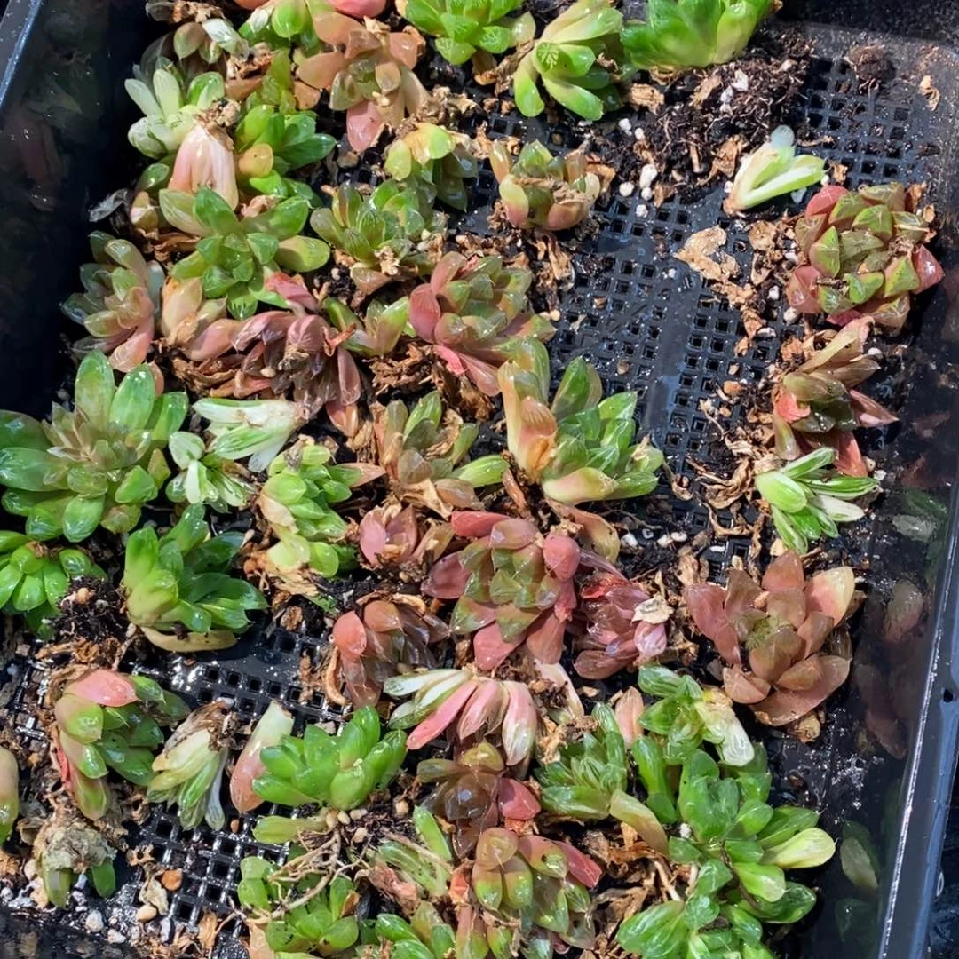 2927 一颗实生苏皇玉露 元旦整点福利