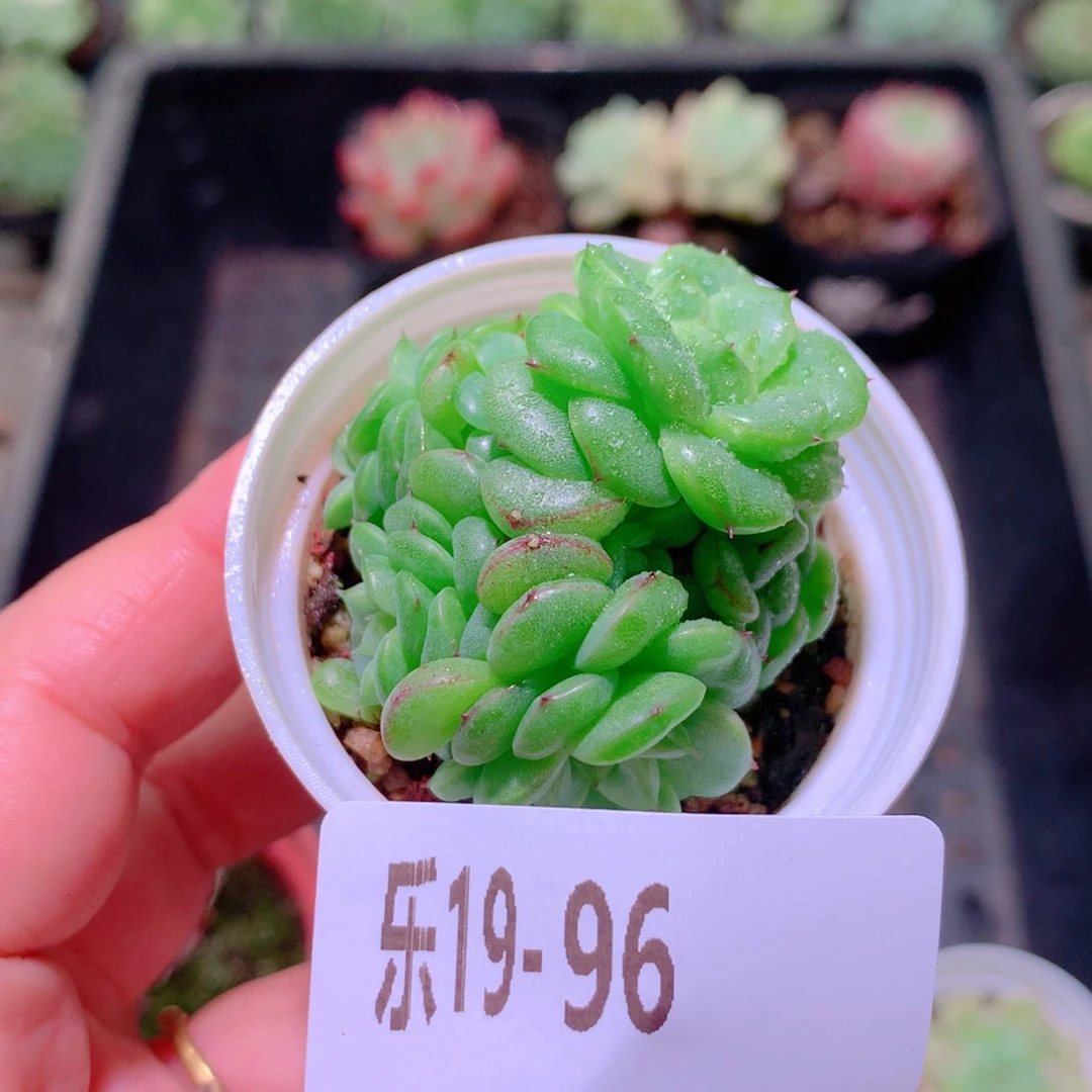 乐然19-96 新品群