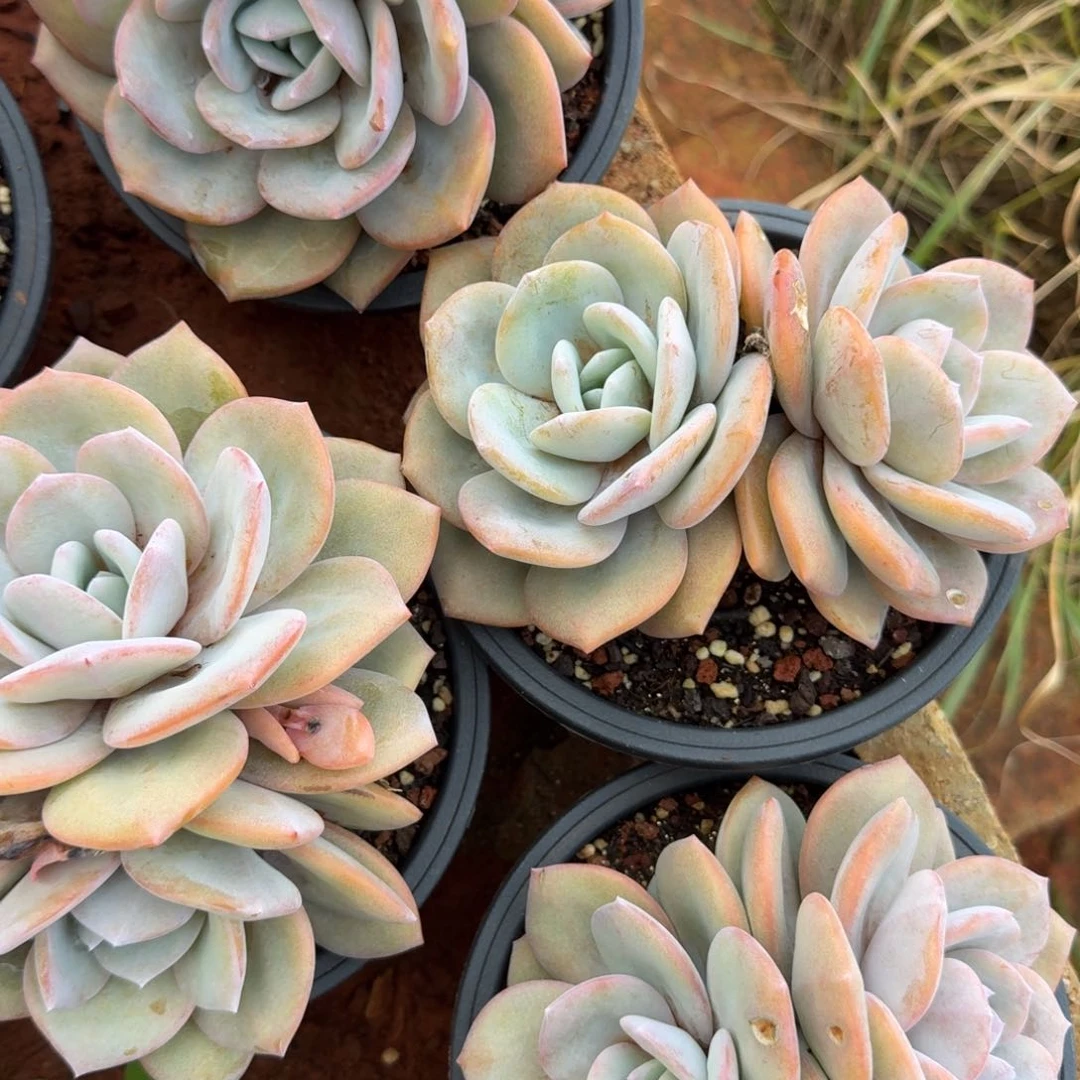 无花朵双头奶茶大双头