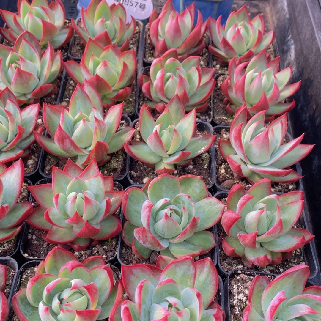 量拍57号 宽叶惊鸿仙子单头一个