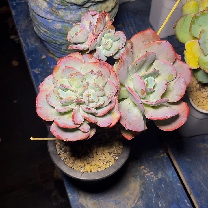 飞****多肉植物白凤朵朵